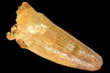 Fossil Crocodile (Elosuchus) Tooth - Kem Kem Beds, Morocco #81102-1